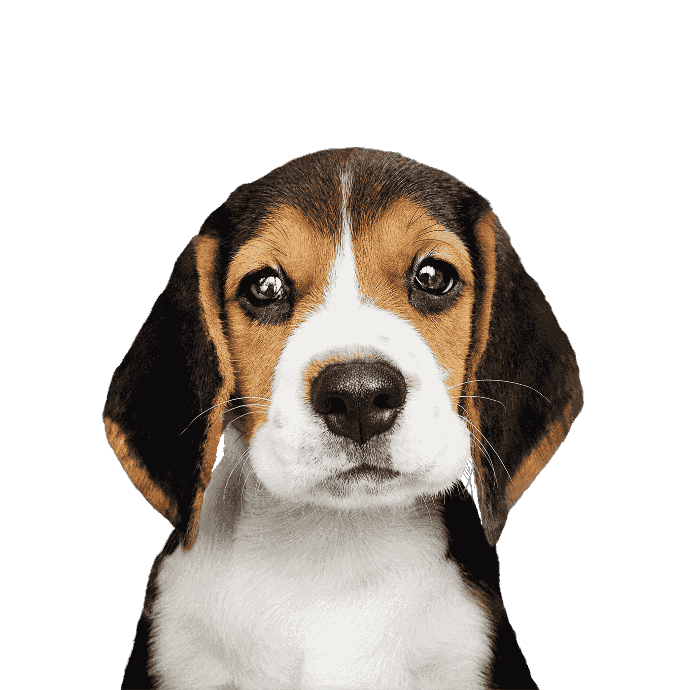 A beagle puppy waiting for adoption at Palm Valley Animal Society