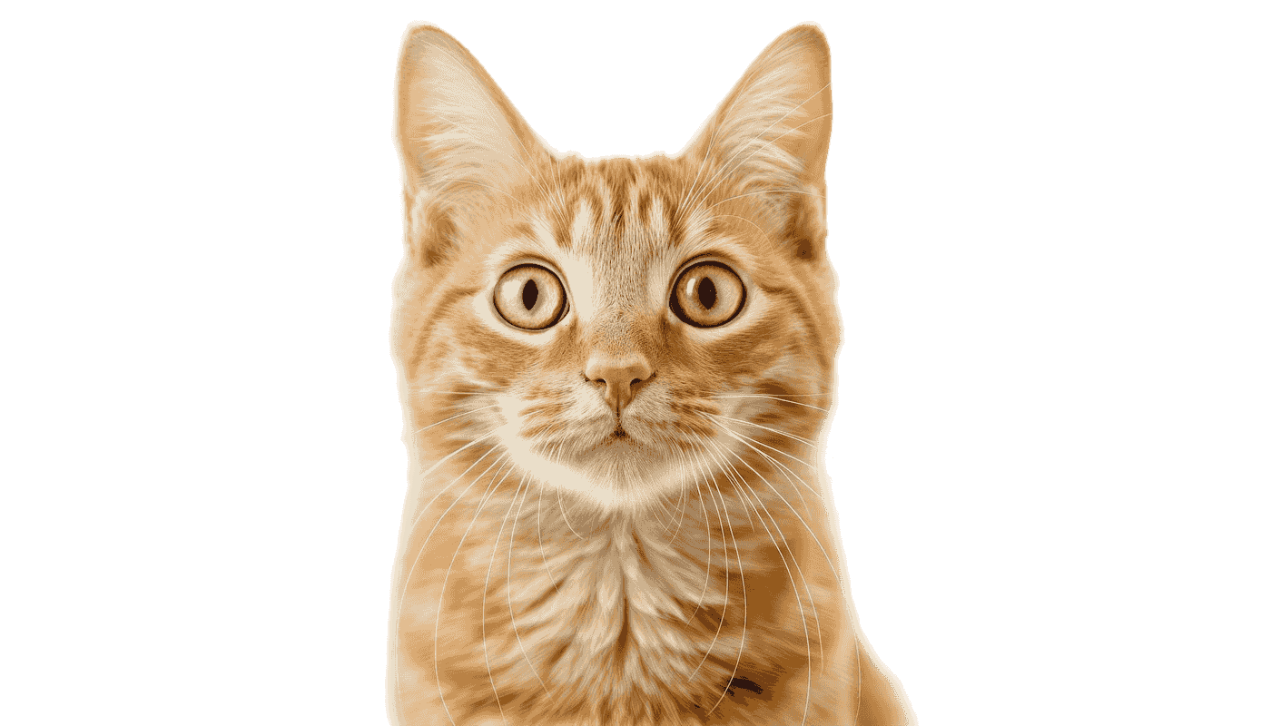 An orange tabby cat available for adoption