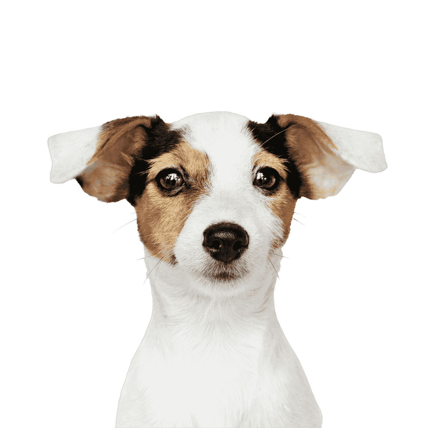 A Jack Russell terrier puppy available for adoption