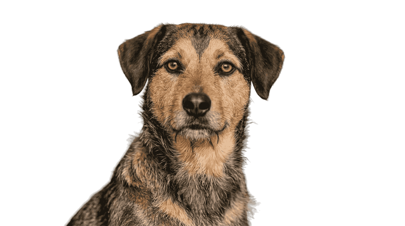 A shepherd mix looking for a home