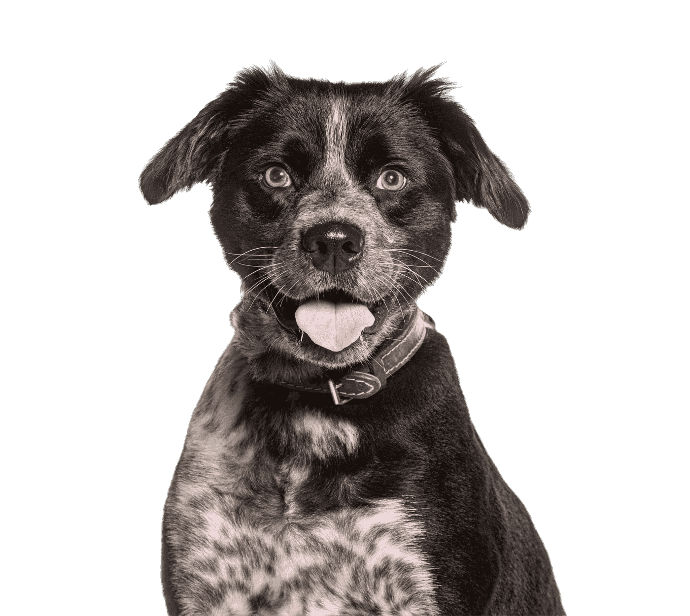 A black Labrador puppy available for adoption