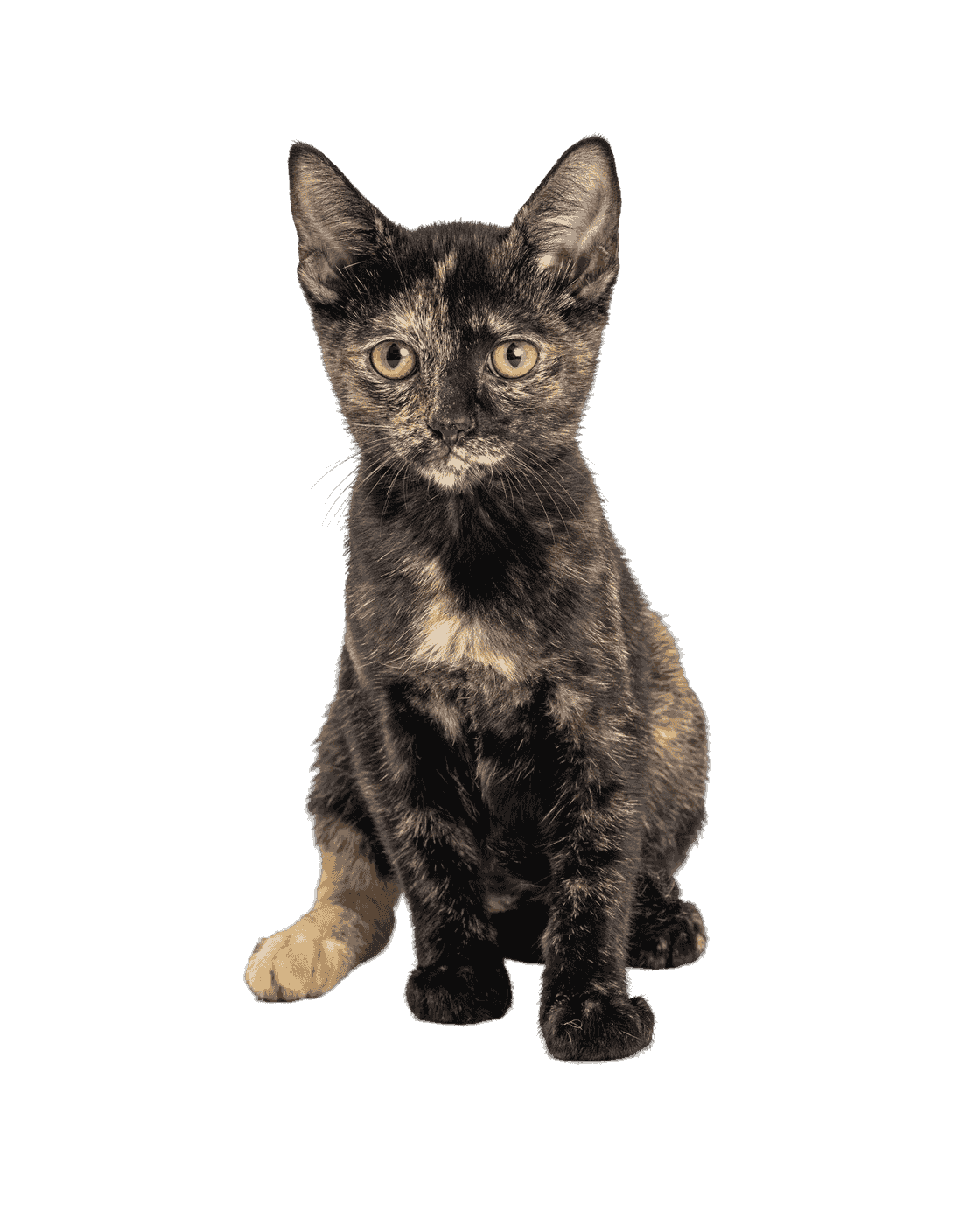 A tortoiseshell cat waiting for a family