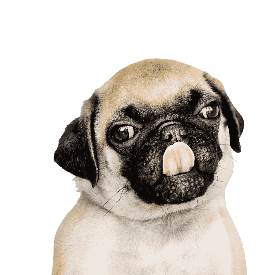 A pug available for adoption at PVAS