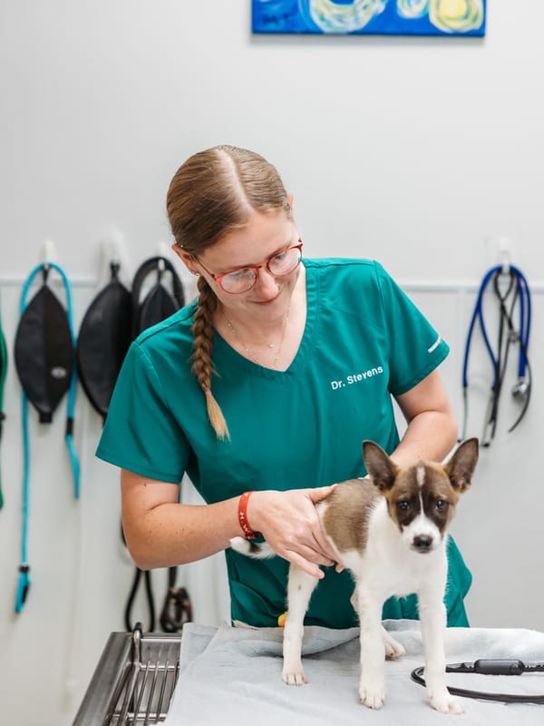 A PVAS veterinarian examining a puppy